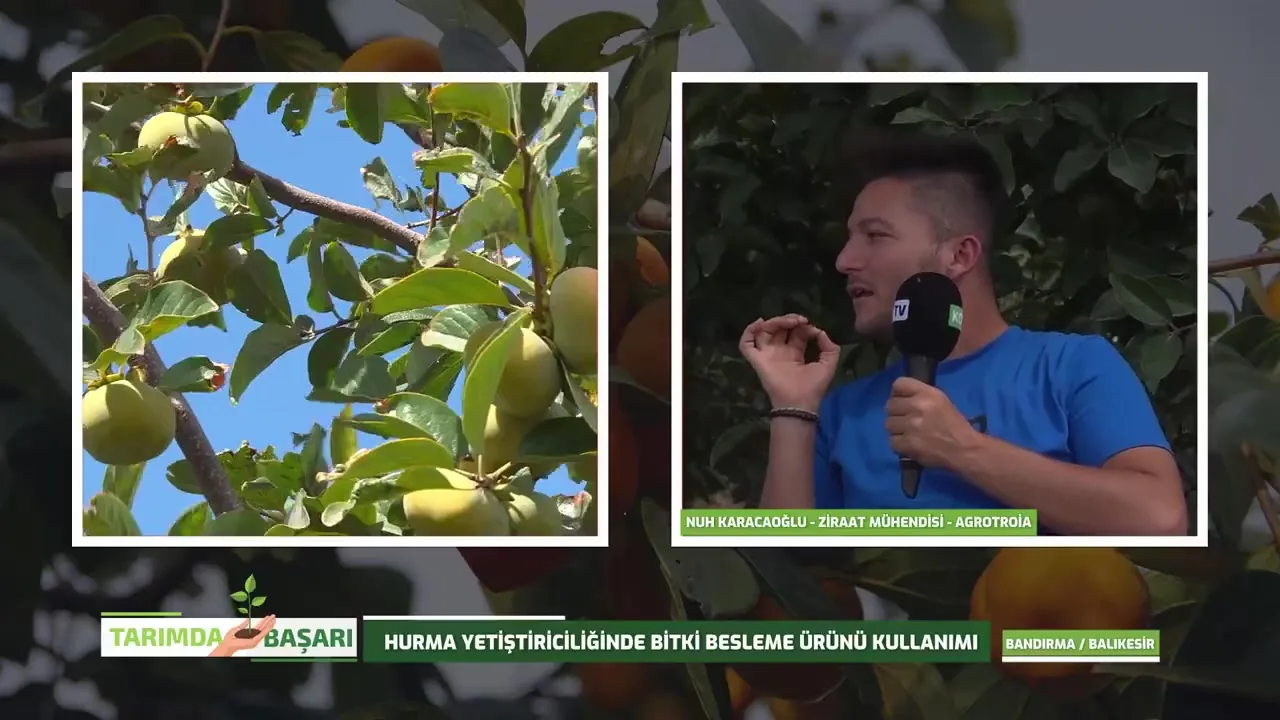 Success in Agriculture - persimmon nutrition