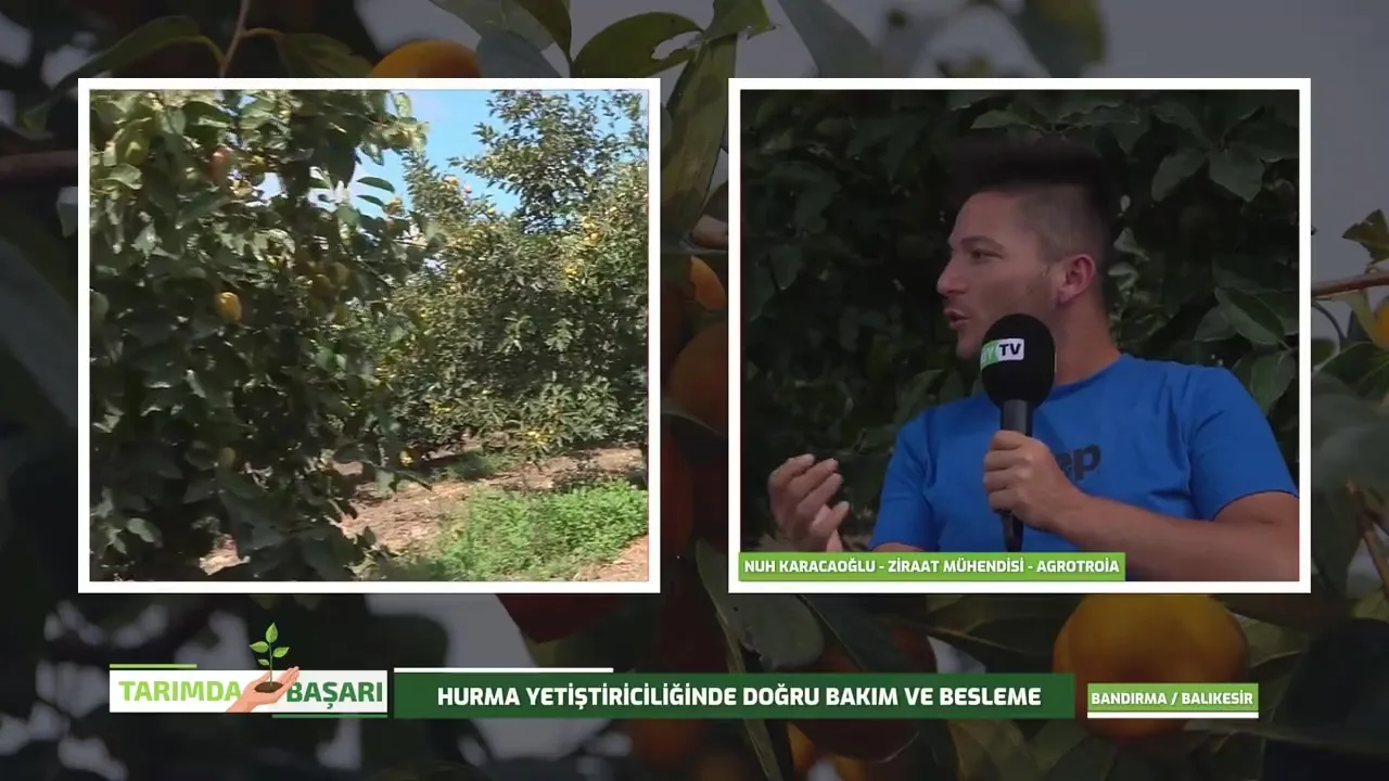 Success in Agriculture - persimmon nutrition