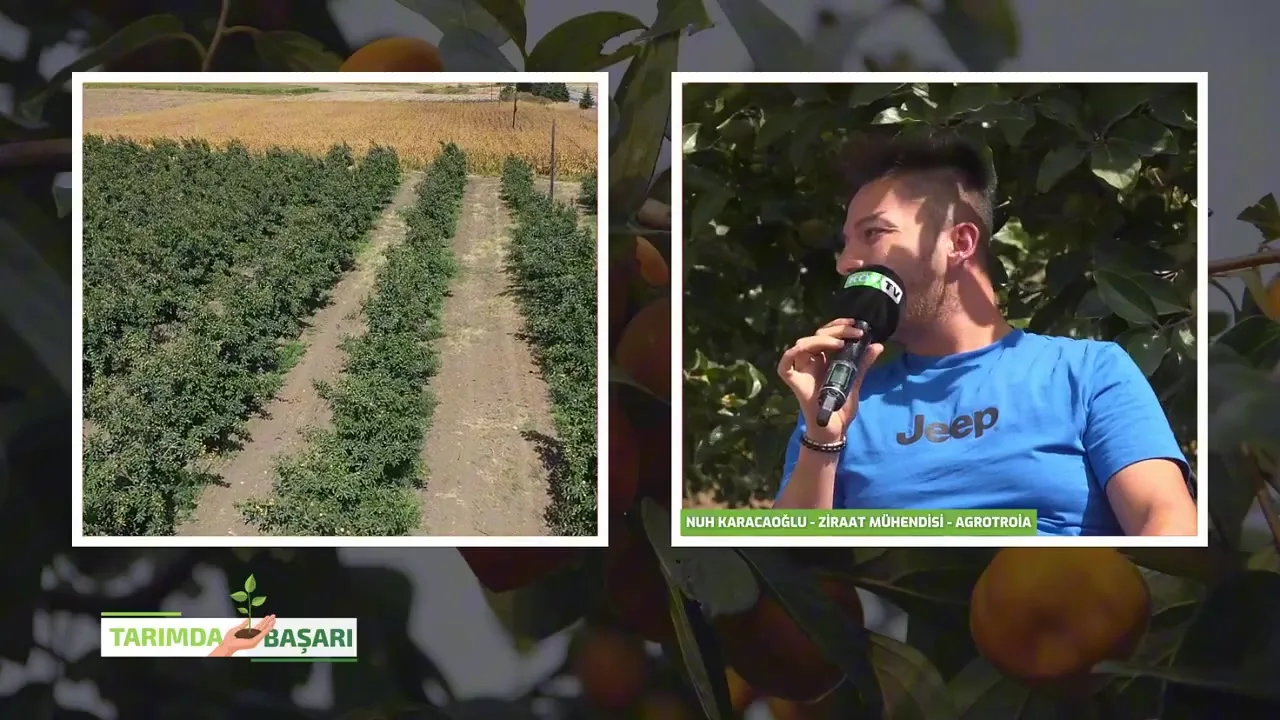 Success in Agriculture - persimmon nutrition