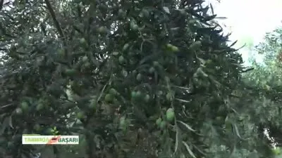 النجاح في الزراعة