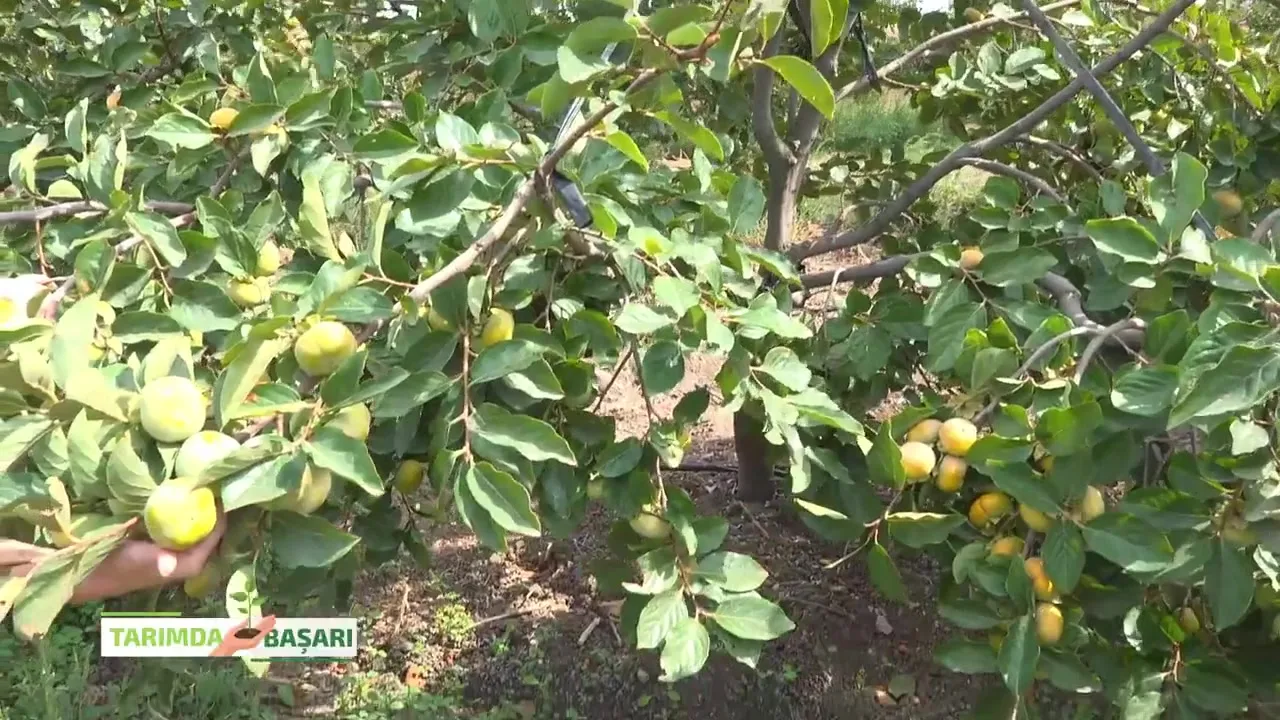 Success in Agriculture - persimmon nutrition