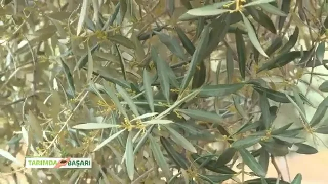 النجاح في الزراعة