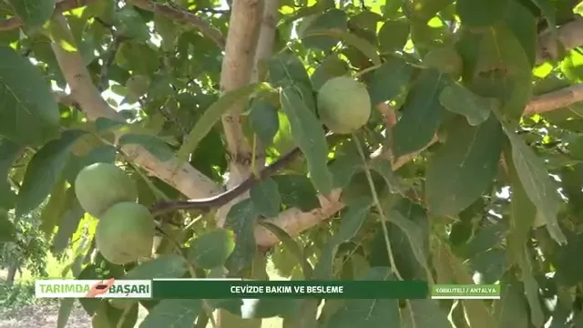 النجاح في الزراعة