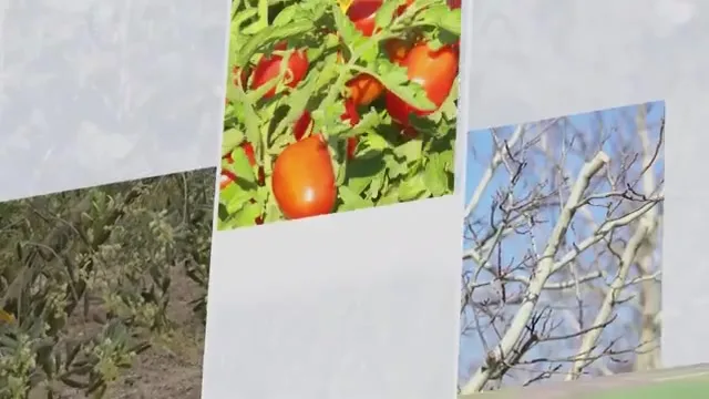 النجاح في الزراعة