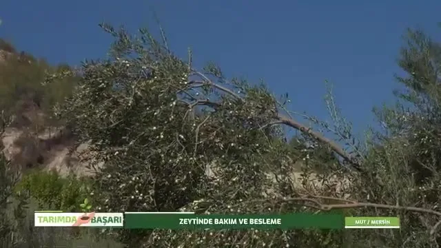 النجاح في الزراعة
