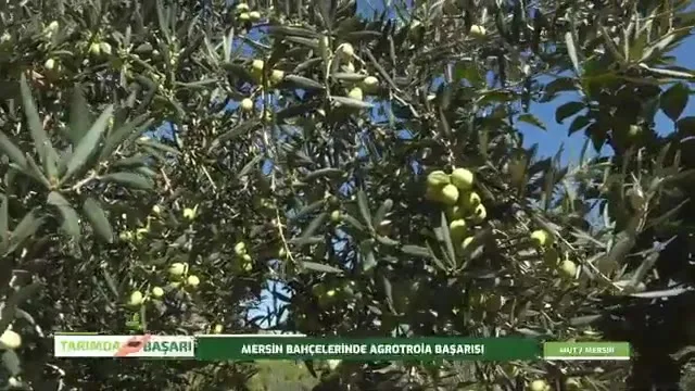 النجاح في الزراعة
