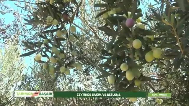 النجاح في الزراعة
