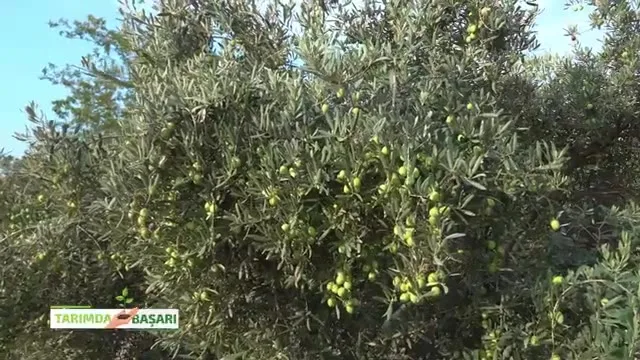 النجاح في الزراعة