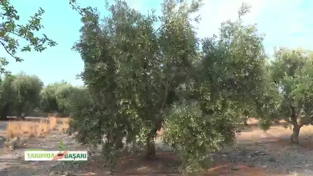 النجاح في الزراعة