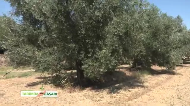 النجاح في الزراعة