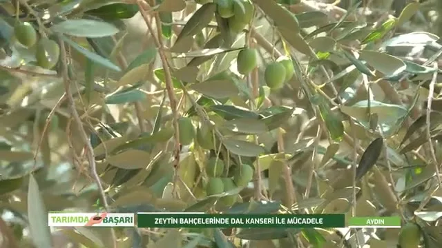 النجاح في الزراعة