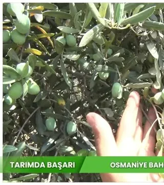 النجاح في الزراعة