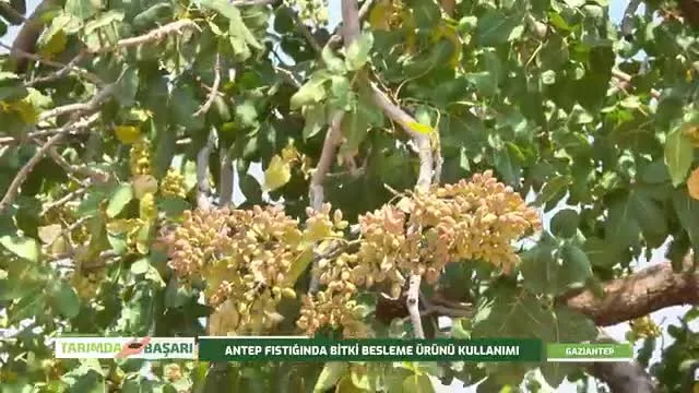 النجاح في الزراعة