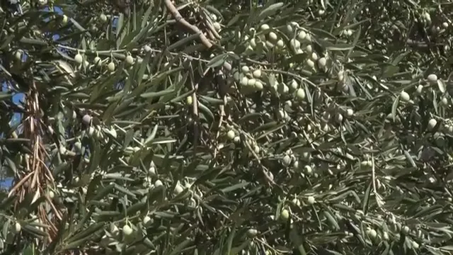 Kənd Təsərrüfatında Uğur