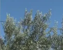 Kənd Təsərrüfatında Uğur