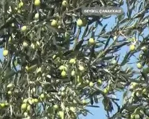 Kənd Təsərrüfatında Uğur