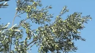 Kənd Təsərrüfatında Uğur