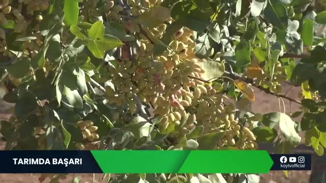 النجاح في الزراعة