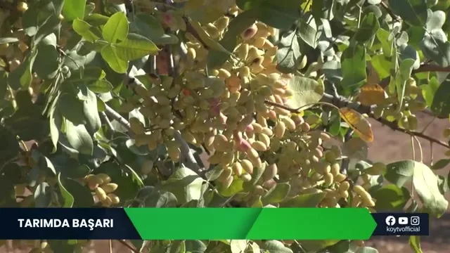 النجاح في الزراعة