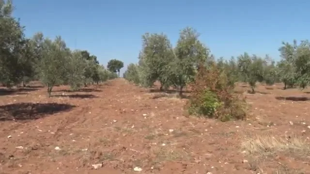 النجاح في الزراعة