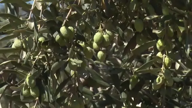 النجاح في الزراعة