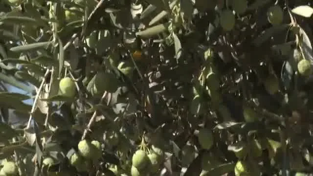 النجاح في الزراعة
