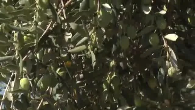 النجاح في الزراعة