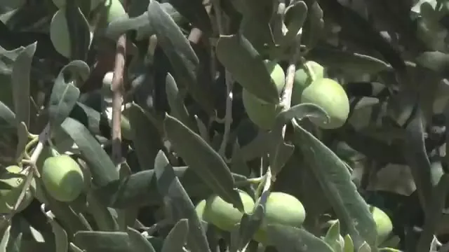 Kənd Təsərrüfatında Uğur