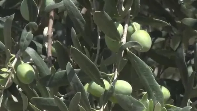 Kənd Təsərrüfatında Uğur