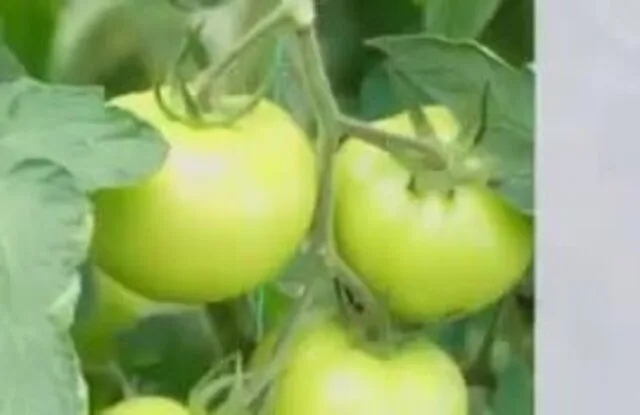 Kənd Təsərrüfatında Uğur