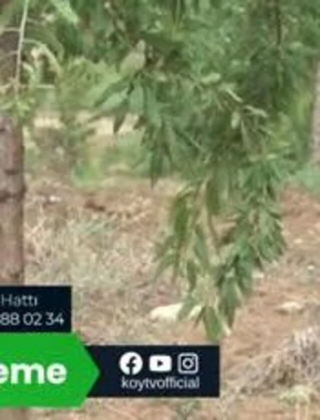 Kənd Təsərrüfatında Uğur