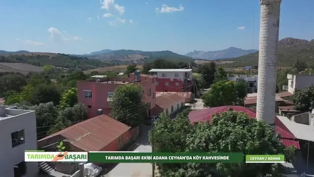 Success in Agriculture - Ceyhan olive
