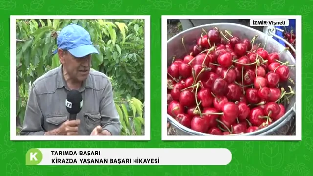 Tarımda Başarı - gilas bağ quruluşu