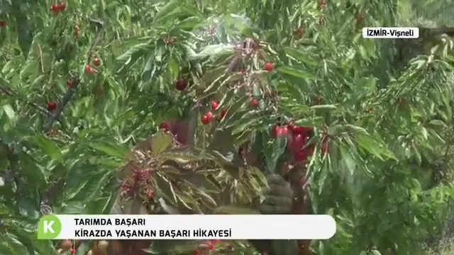 Tarımda Başarı - gilas bağ quruluşu
