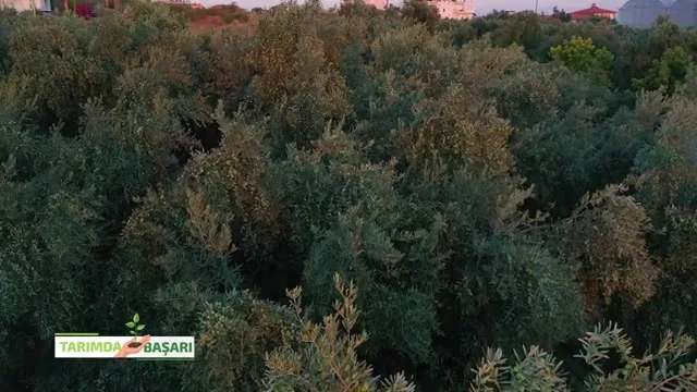 النجاح في الزراعة