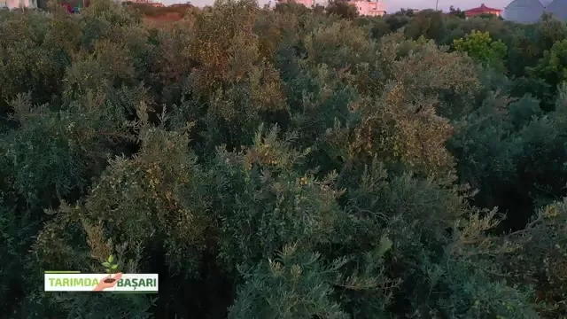 النجاح في الزراعة